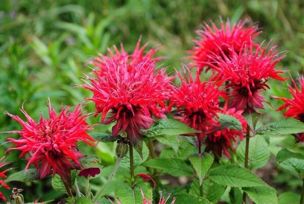 【毎年咲く♪香る♪】モナルダ ベルガモット タイマツバナ 赤 耐寒性宿根草 5〜10cm程度の小苗 5本程度