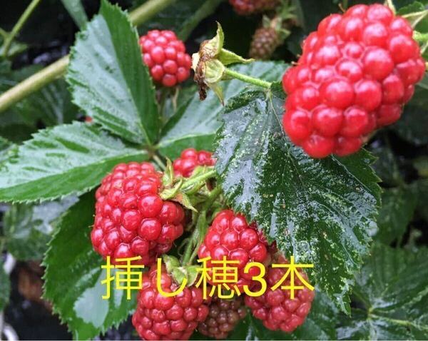 ブラックベリー とげなし 挿し穂 挿し木用枝 5本