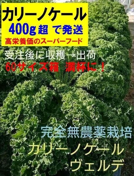 【送料無料】カリーノケール(ヴェルデ/緑) 完全無農薬 イタリア野菜 400gオーバー 農家直送