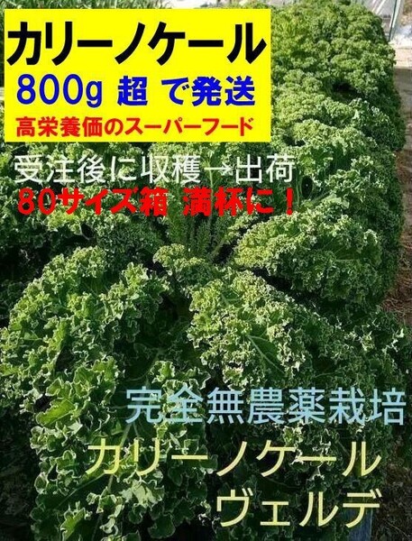 【送料無料】カリーノケール(ヴェルデ/カーリー緑)完全無農薬 イタリア野菜 800gオーバー 農家直送