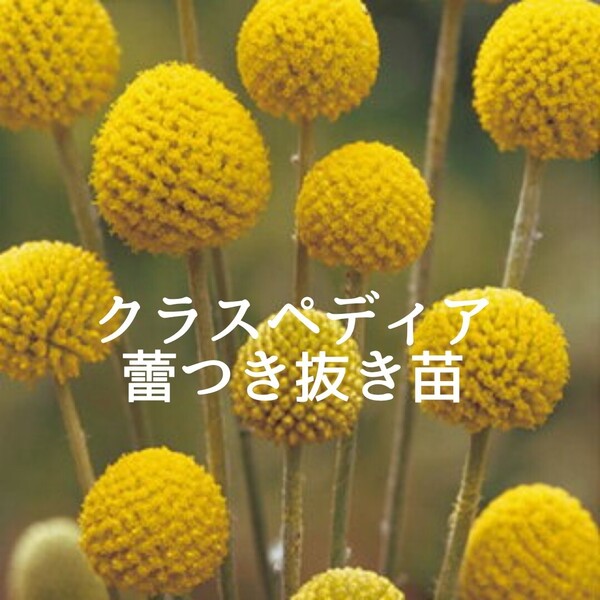c.クラスペディア 蕾つき抜き苗 1株 ネコポス発送