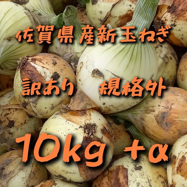 【規格外訳あり】佐賀県産新玉ねぎ10kg+α 新たまねぎ 農家直送