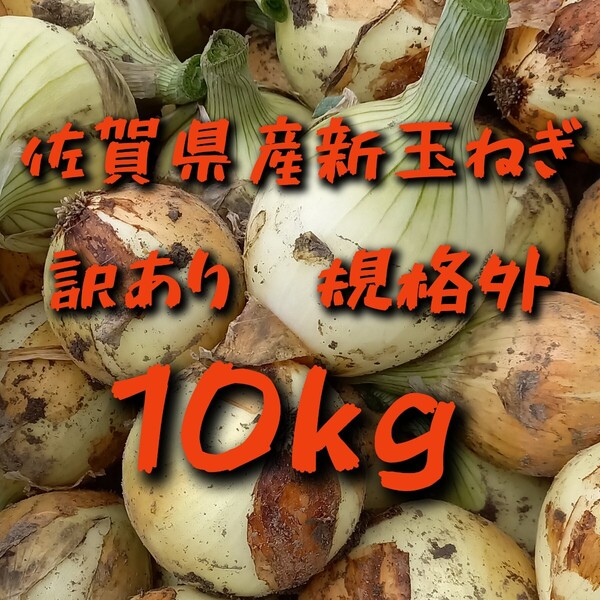 訳あり 規格外 佐賀県産新玉ねぎ10kg 産地直送 農家直送