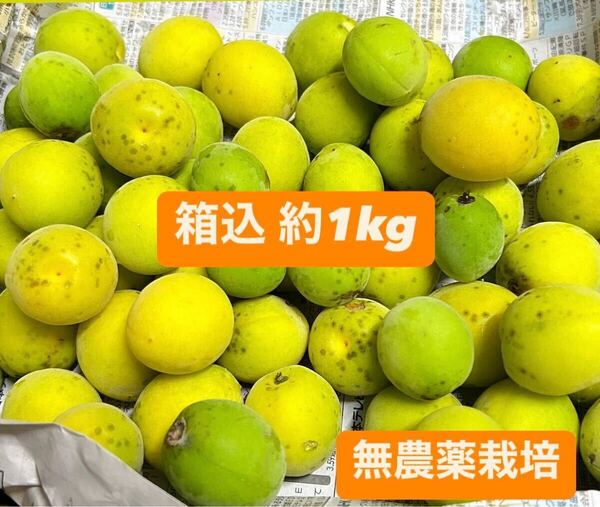 無農薬梅 約1kg 傷あり サイズミックス 梅酒、梅ジュース、梅シロップ用 サイズ混合 自然栽培 消毒不使用 そばかすちゃん 訳あり