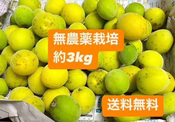 無農薬 青梅 約3kg 傷あり サイズミックス 梅酒、梅ジュース、梅シロップ用 サイズ混合 自然栽培 消毒不使用 訳あり 自然の贈り物