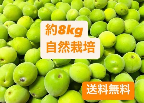 無農薬梅 約8kg 傷あり サイズミックス 梅酒、梅ジュース、梅シロップ用 サイズ混合 自然栽培 消毒不使用 そばかすちゃん