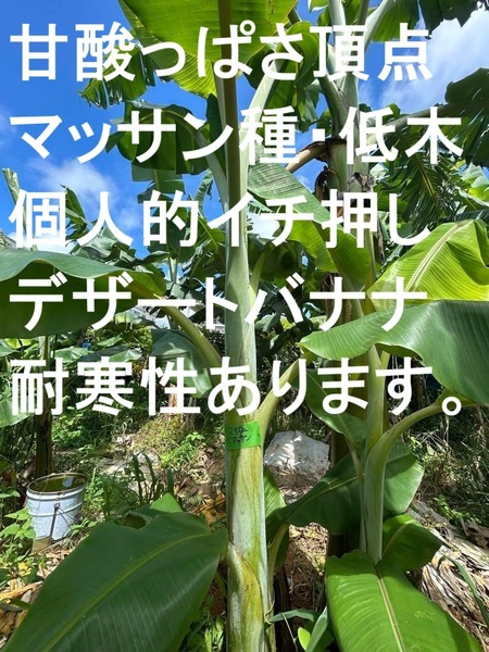 バナナ=超モンスター苗、220㎝◆ドワーフナムワ マッサン◆食味最高AAA バナナ苗◆低木 耐寒性強い品種 高糖度