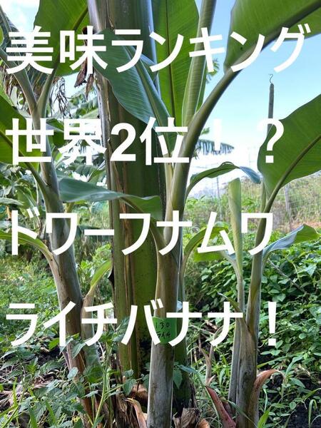 バナナ=超モンスター苗、200㎝=世界で2番目に美味と記事あり◆ドワーフナムワ・ライチ◆食味優秀AAA・耐寒性バナナ苗 送料無料