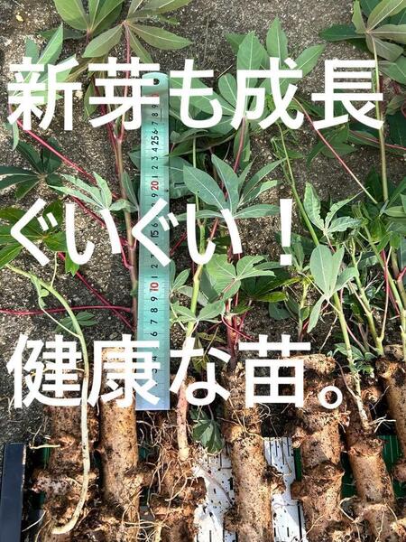 5月限定卸値★80本、キャッサバ芋=芽出し苗◆キャッサバ・食味最高峰ゴールデン種★畑に埋めるだけ=栽培失敗知らず。送料無料・航空便
