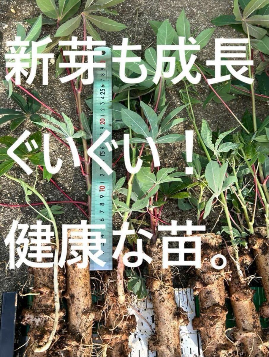 mk出品=100本、芽出し苗◆キャッサバ ゴールデン種 Yahoo!オークション -「キャッサバ苗」(その他) (苗)の落札相場