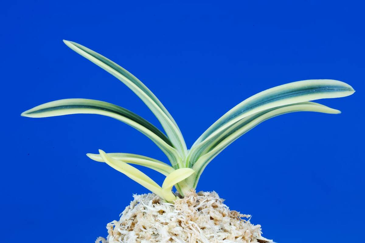 富貴蘭　大政＆小政(2点セット) 木箱 白松 2合 新 | 白松 | ネットストア | 京の老舗御用達の