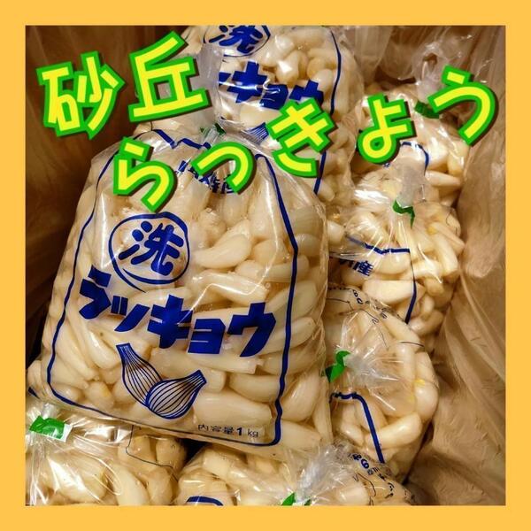 【鳥取県産】らっきょう 2kg 洗いらっきょう 鳥取 らっきょ 皮むき