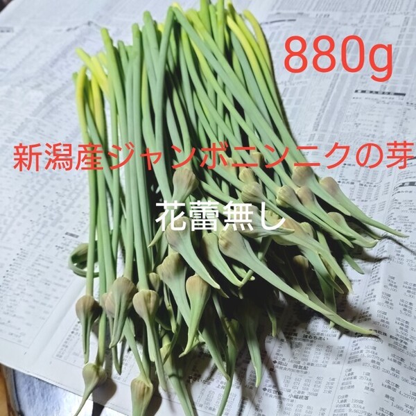 花蕾無し 新潟県産ジャンボニンニクの芽 ジャンボにんにくの芽 880g 梱包込み約1kg 中華食材 おつまみ スタミナ食材 国産ニンニク