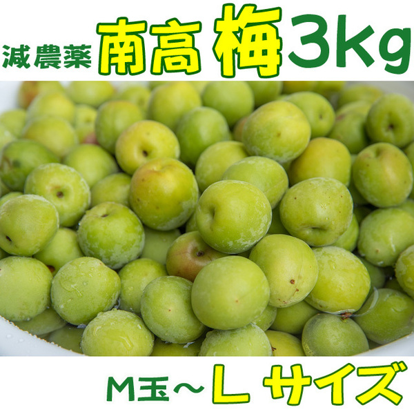 南高梅 青梅 3kg 減農薬 Lサイズ中心 うめ なま 生梅
