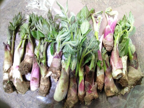 【5月11日採取即日発送】新芽 天然山ウド うど 山菜 500g