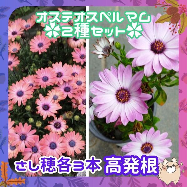 F◆計6本高発根【訳あり】◆挿し穂(根なし)ピンクx3オレンジx3◆オステオスペルマム色変わり
