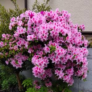 F7本◆つつじ大輪濃淡ピンク◆初心者向き発根率高◆挿し穂(根なし)約10cm③