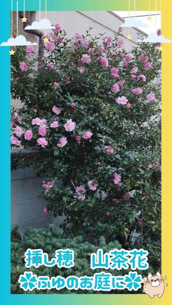 ◆山茶花10本①挿し穂(根なし)◆(サザンカ)濃いピンク★花10-4月