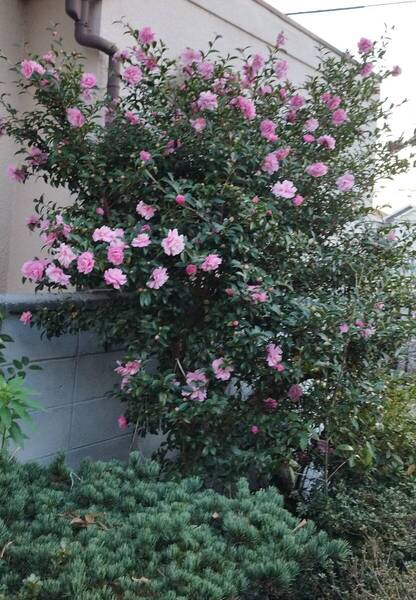 F山茶花10本②挿し穂(根なし)◆(サザンカ)ピンク★花10-4月