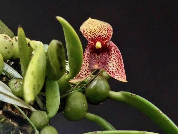 trias disciflora 大株 コルク、着生ランランバルブ洋蘭 ハイゴケ 洋蘭 原種