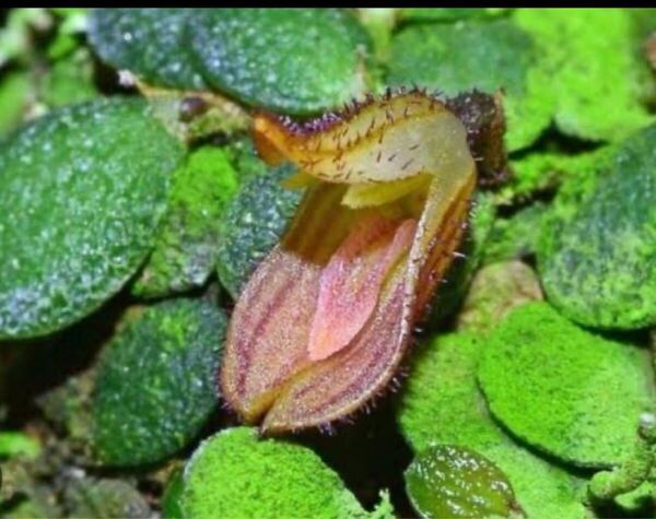 phloeophila nummularia 着生ラン南米レア種ミニチュア洋蘭 希少