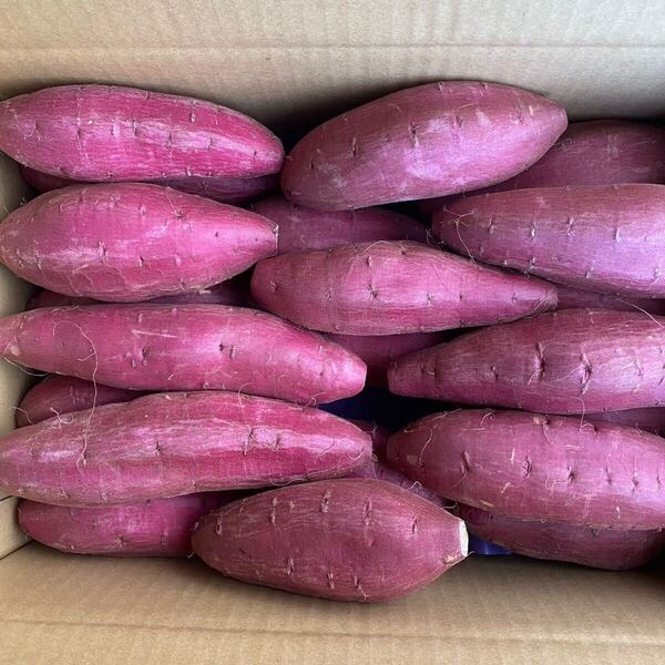 短期貯蔵シルクスイート5kg「良品Mサイズ」食べやすいサイズでねっとり上品な甘さ千葉県産 おいも前芝