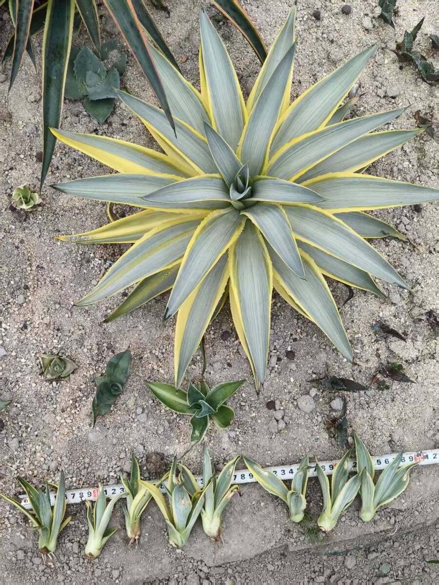 Yahoo!オークション -「ブルームーン アガベ」の落札相場・落札価格