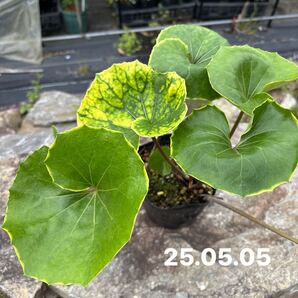 ya8.金環ツワブキ苗
