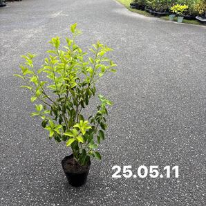 ya13.ソヨゴ苗 雌木