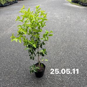 ya14.ソヨゴ苗 雌木