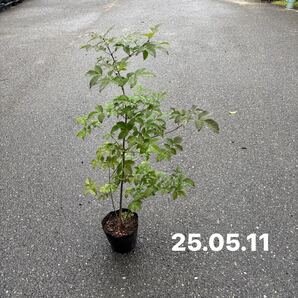 ya15.アオダモ苗