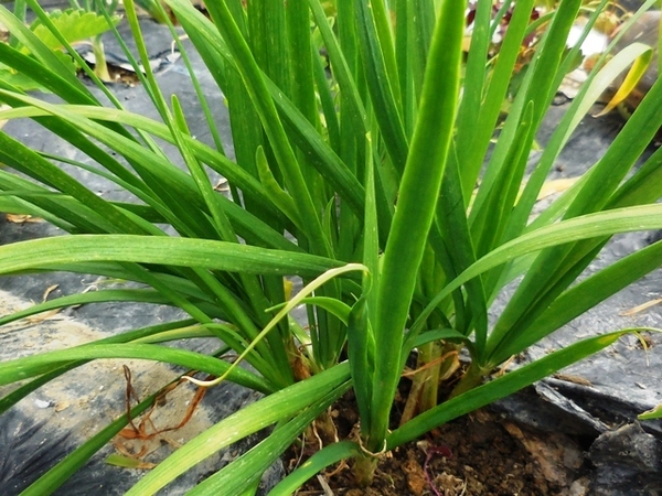 434.6.1◆トライ 家庭菜園 健康野菜 ドクター にら 10苗 黄金 ニラ◆エスディージーズ 自然菜園 コンパニオンプランツ 混植栽培◆種苗 購入