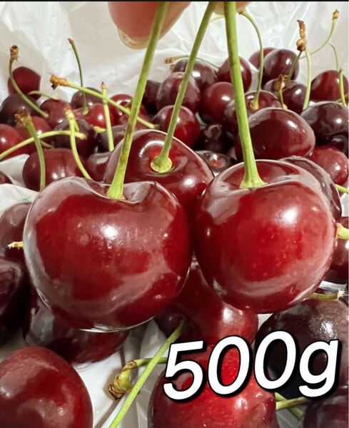 10.5r大粒アメリカンチェリー500g 父の日 中元 家庭用 ポスト投函 車厘子 美國櫻桃 さくらんぼ 国内検品発送