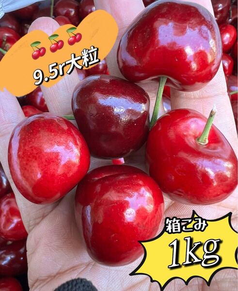 超大粒!9.5r アメリカンチェリー箱こみ1kg 母の日 父の日 中元 家庭用 ポスト投函 車厘子 美國櫻桃 さくらんぼ 国内検品発送