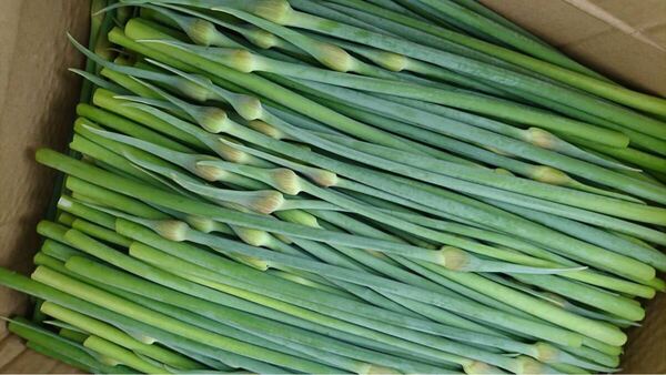 【限定値下】【健康】【栄養満点】ジャンボにんにくの芽 600g おまけ付き2