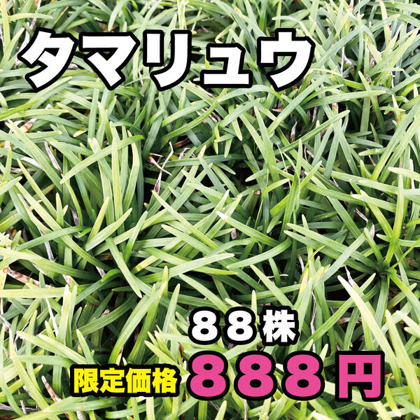 ★玉竜 タマリュウ 抜き苗 88株 送料無料!! 数量限定