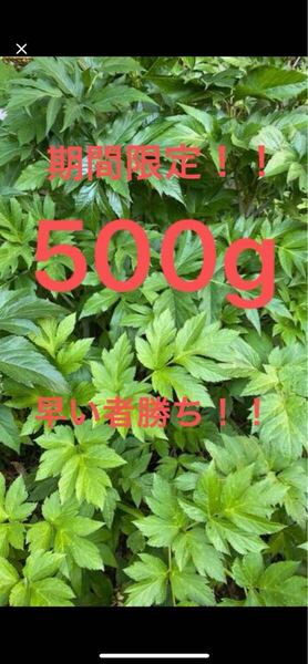 期間限定明日葉あしたば 硬めの葉 500g 幼虫 蝶々 うさぎさん モルモット