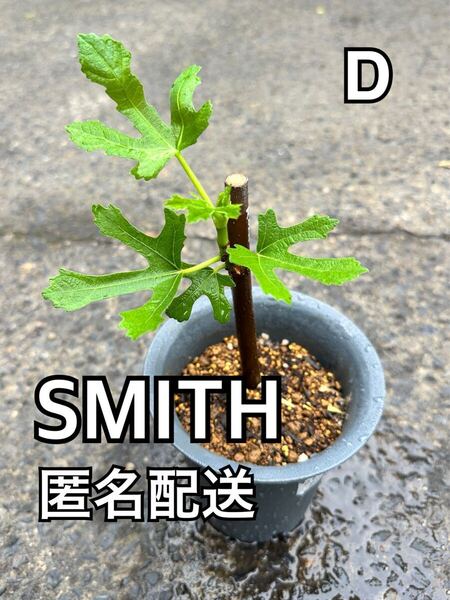 D いちじく スミス Smith SMITH 苗木 挿木苗 穂木 無花果 挿し木