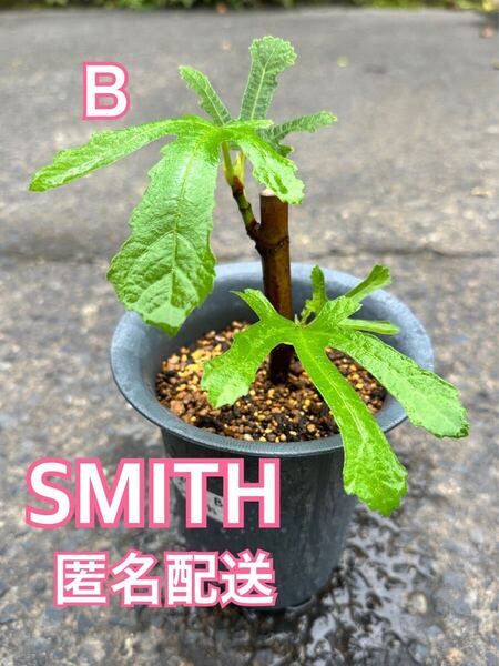Bいちじく スミス Smith SMITH 苗木 穂木 挿木 イチジク苗木