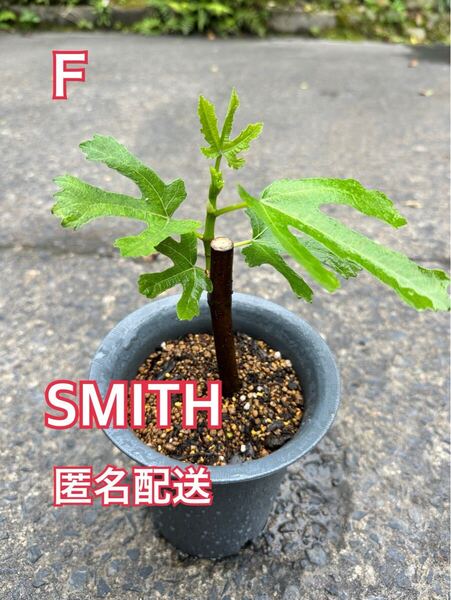 F いちじく スミス Smith SMITH 苗木 挿木苗 穂木