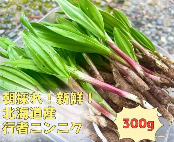 北海道産 天然物 行者にんにく 300g