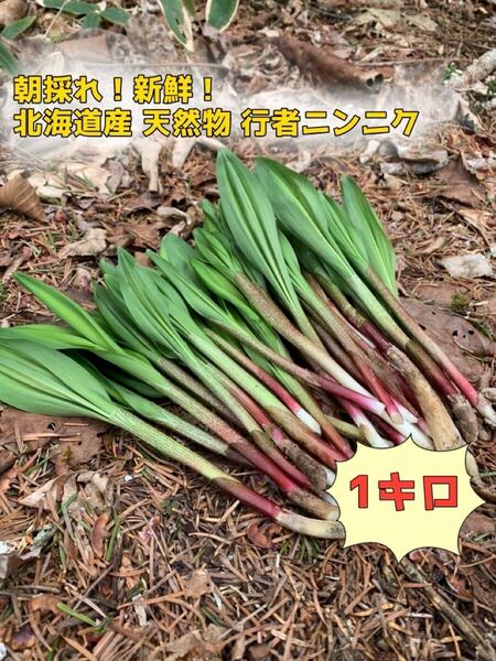 北海道産 天然物 行者にんにく 1キロ