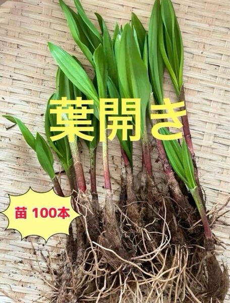 北海道産 行者にんにく 苗100本