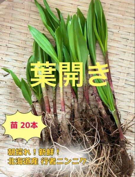 北海道産 天然物 行者にんにく 苗20本