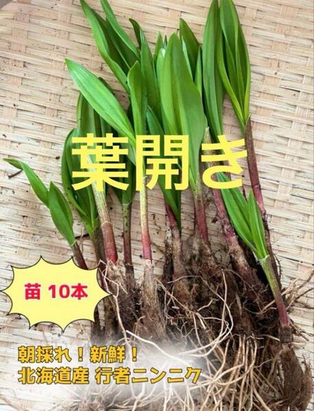 北海道産 天然物 行者にんにく 苗10本