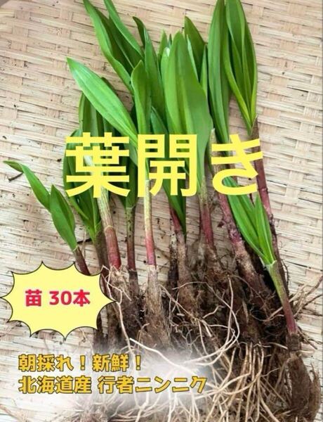 北海道産 天然物 行者にんにく 苗30本