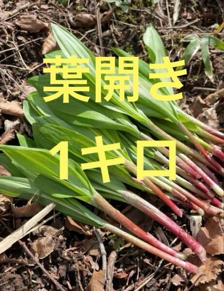 北海道産 行者にんにく 1キロ