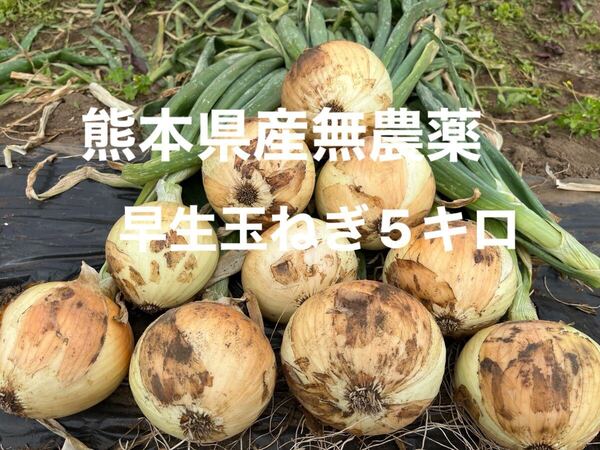 ☆熊本県産無農薬早生玉ねぎ☆サイズ2L〜M5キロで!