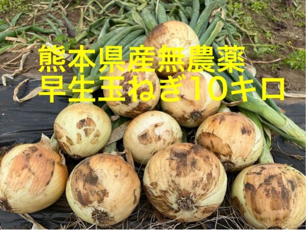 ☆熊本県産無農薬☆新鮮な早生玉ねぎ☆2L〜Mサイズ!10キロ☆