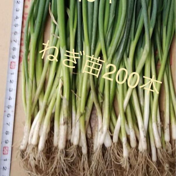 長ねぎの苗200本【じいばあの家庭菜園】一本ねぎ